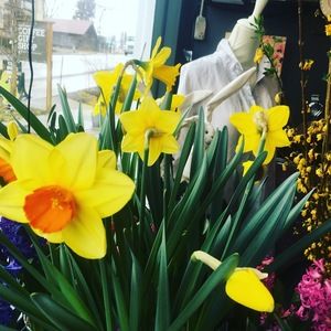 Meet your Posher, Trellis